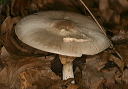 mushroom172