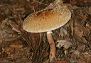 mushroom1887