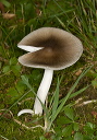 mushroom_2209