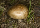 mushroom_2380