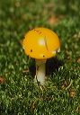 yellow_mushroom_2002