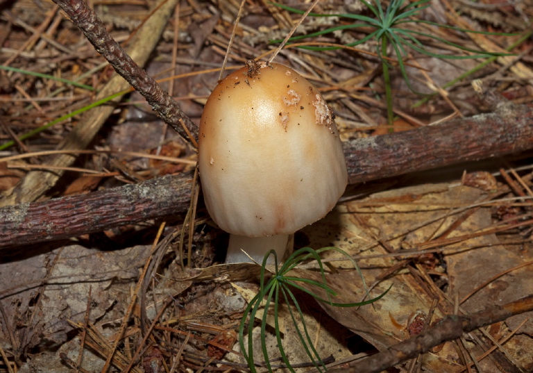   Pluteaceae