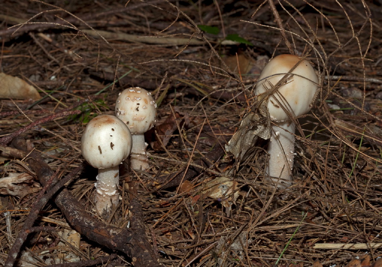 Amanita sp.? Pluteaceae