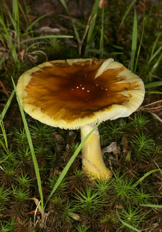 Amanita caesareoides? Pluteaceae