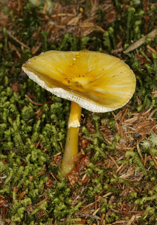 Amanita flavoconia? Pluteaceae