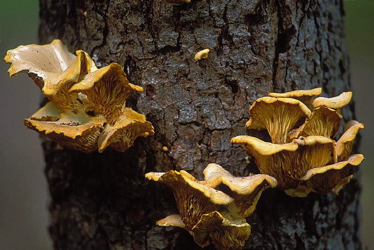 Pleurotus ostreatus Pluteaceae