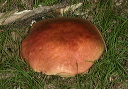 mushroom_zh3z1886