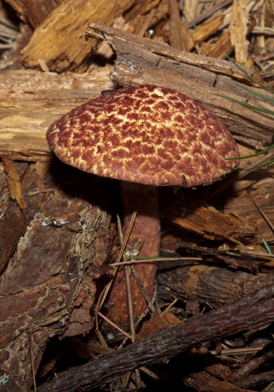 Suillus pictus? Suillaceae?