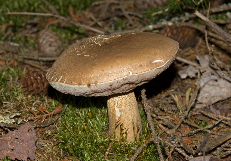 Tylopilus felleus? Boletaceae