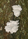 fungus600