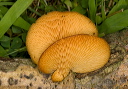 mushroom_2207