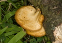 mushroom_2208