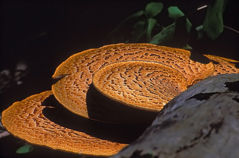 Polyporus squamosus Polyporaceae