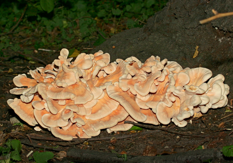 Laetiporus sp. Polyporaceae