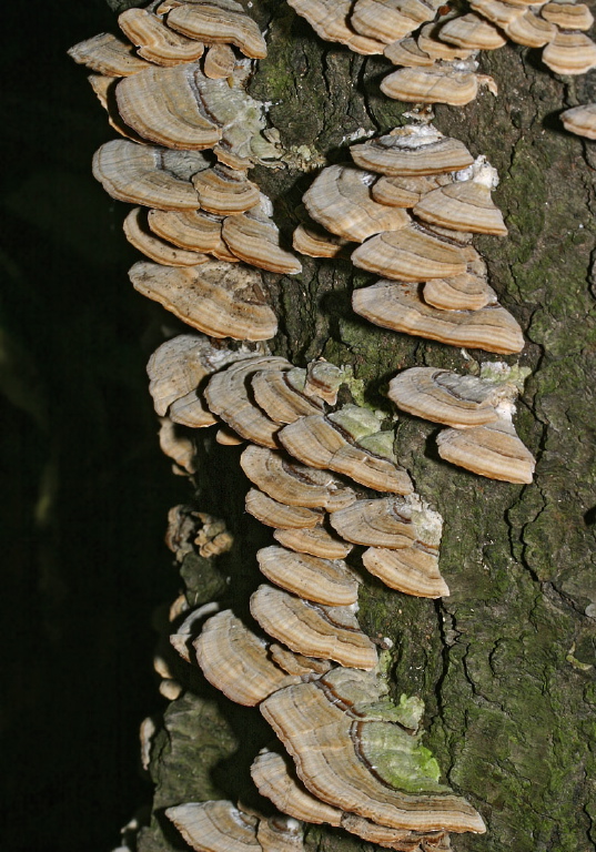 Trametes versicolor? Polyporaceae