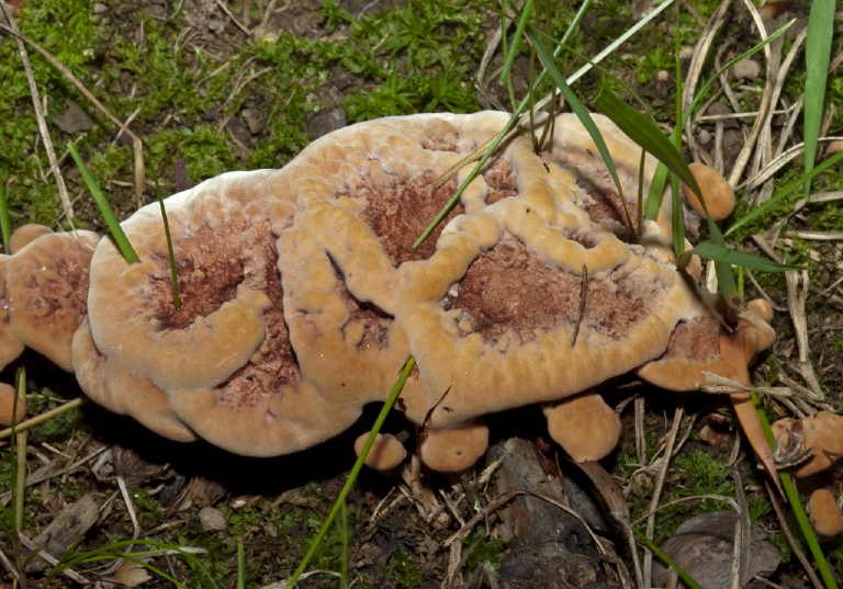 Phaeolus schweinitzii? Fomitopsidaceae