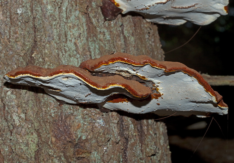 Ganoderma tsugae? Ganodermataceae