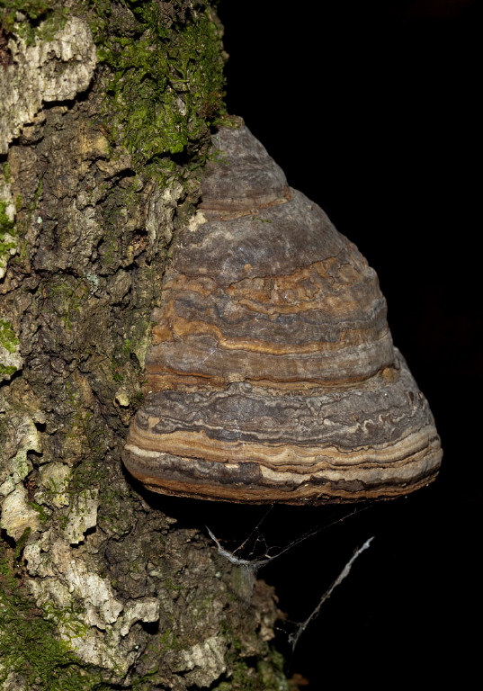 Fomes fomentarius Polyporaceae