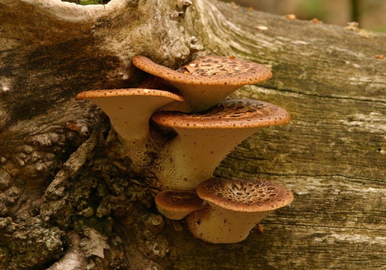 Polyporus squamosus Polyporaceae