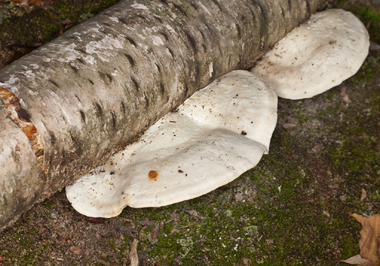 Piptoporus betulinus? Fomitopsidaceae?