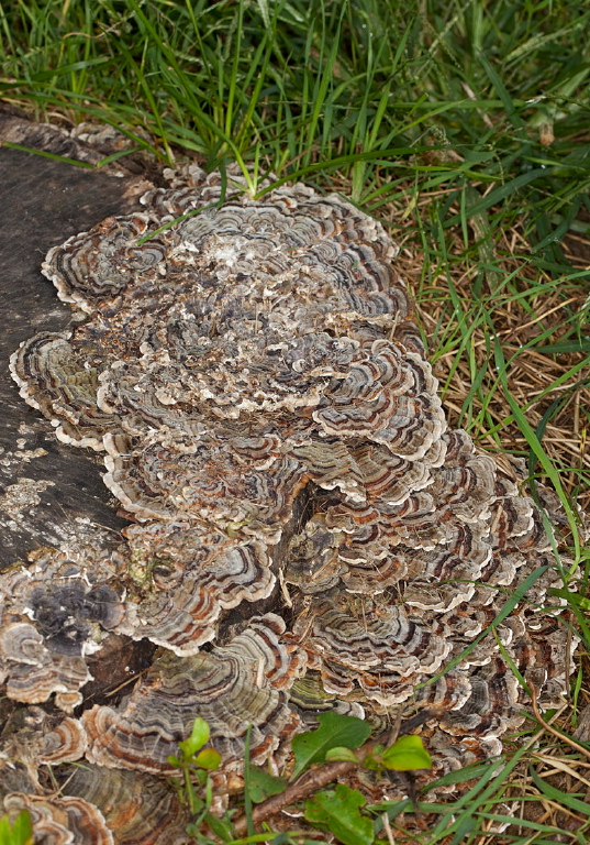 Trametes versicolor Polyporaceae