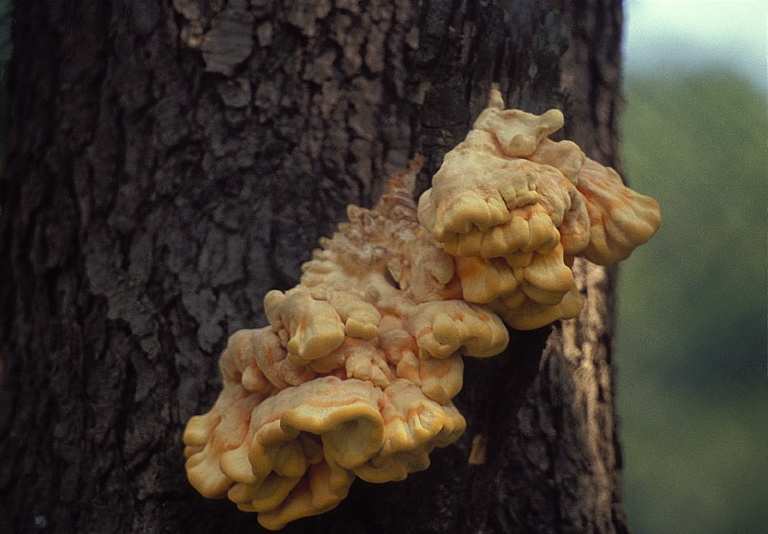 Laetiporus Sulphureus Polyporaceae