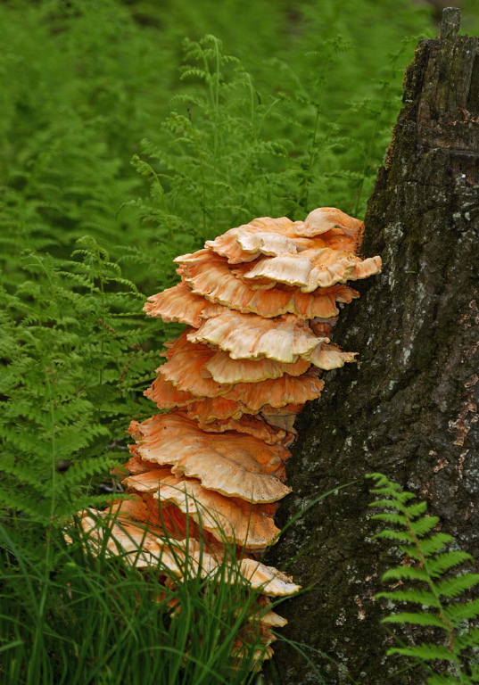 Laetiporus Sulphureus Polyporaceae