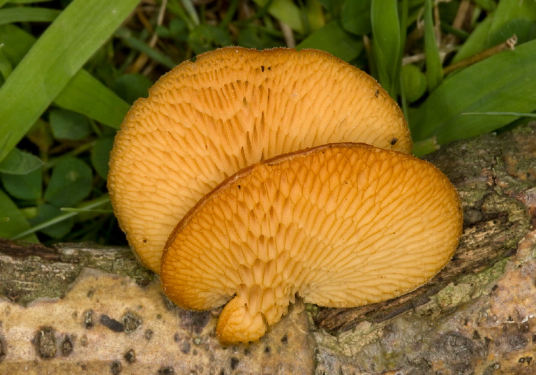 Polyporus mori Polyporaceae