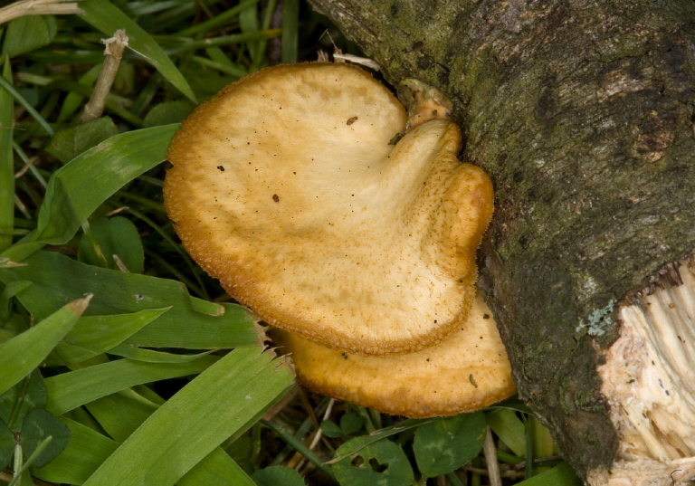Polyporus mori Polyporaceae