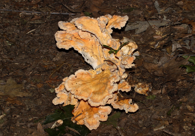 Laetiporus Sulphureus Polyporaceae