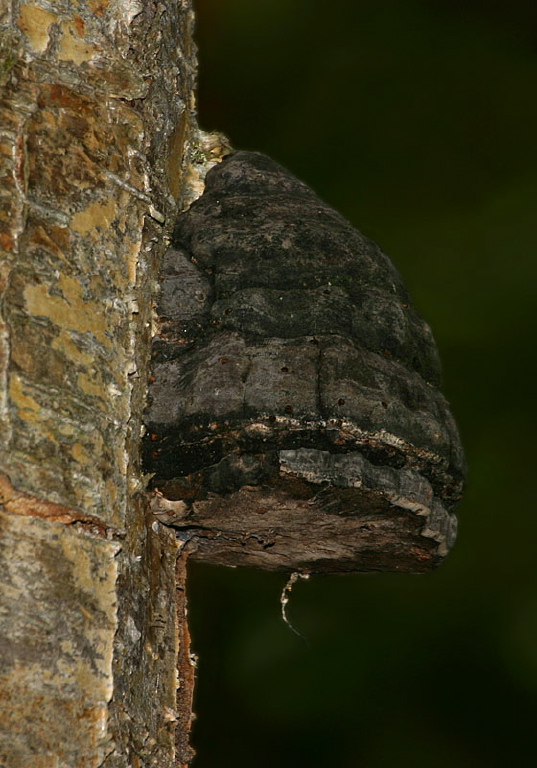 Fomes fomentarius Polyporaceae