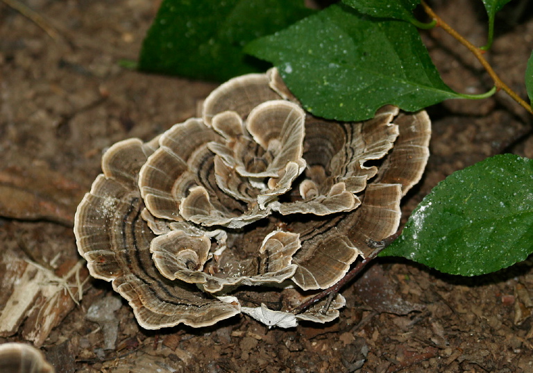 Trametes versicolor Polyporaceae