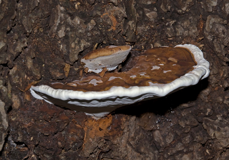 Ganoderma applanatum? Ganodermataceae