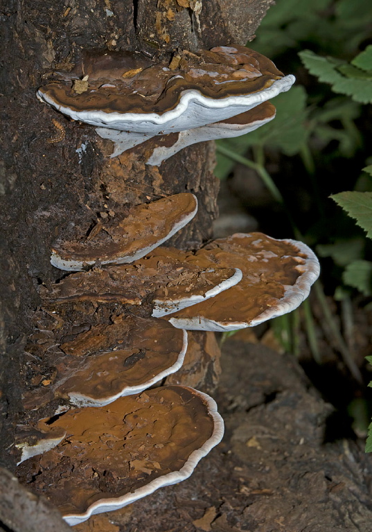 Ganoderma applanatum? Ganodermataceae