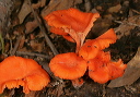 fungus1870