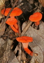 fungus1871