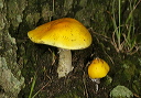 mushroom1292