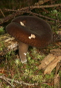 mushroom_1846