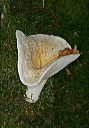 mushroom_2146