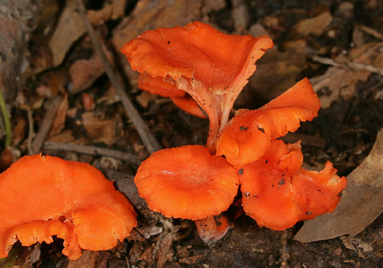 Cantharellus cinnabarinus Cantharellaceae