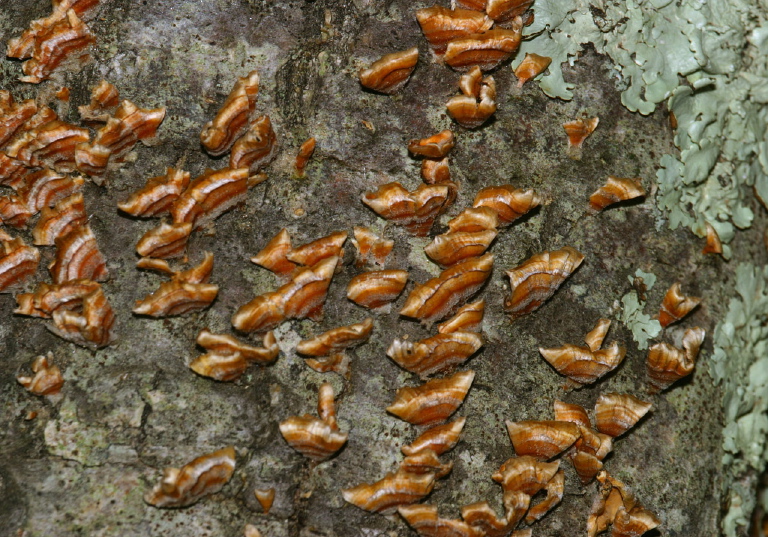 Stereum ostrea? Stereaceae?