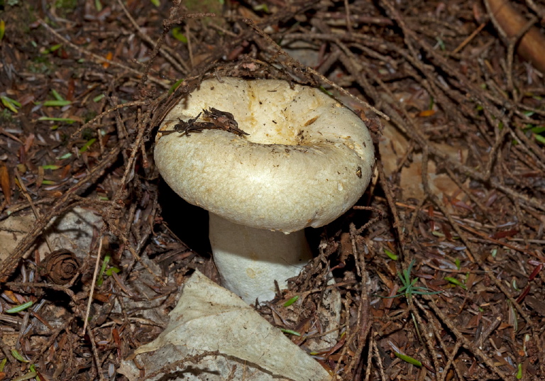 Lactarius subvellereus? Russulaceae?