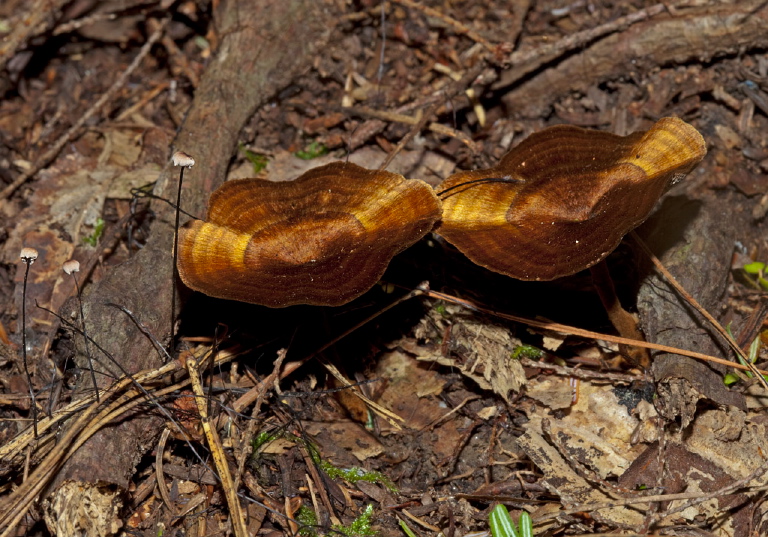 Coltricia cinnamomea Hymenochaetaceae