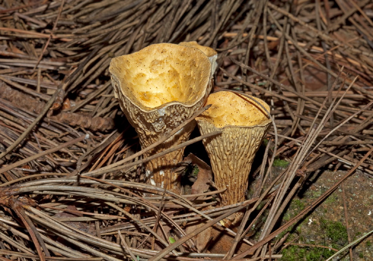 Gomphus floccosus? Gomphaceae