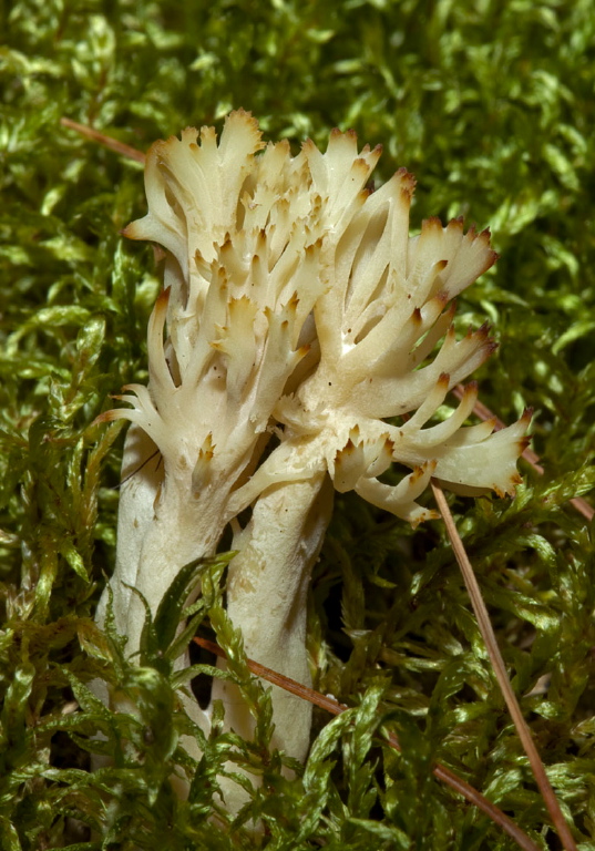 Clavulina cristata Clavulinaceae