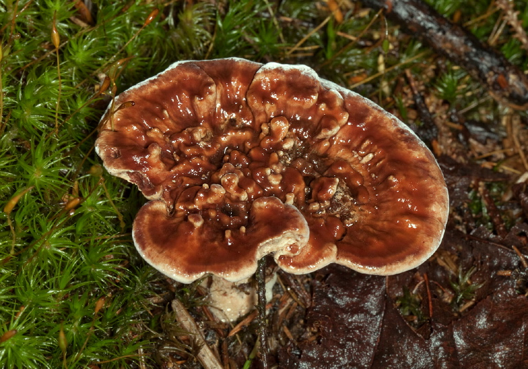 Hydnellum scrobiculatum? Bankeraceae