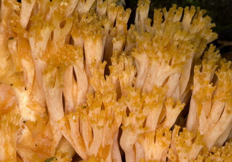 Ramaria sp? Gomphaceae