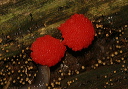 mushroom4948
