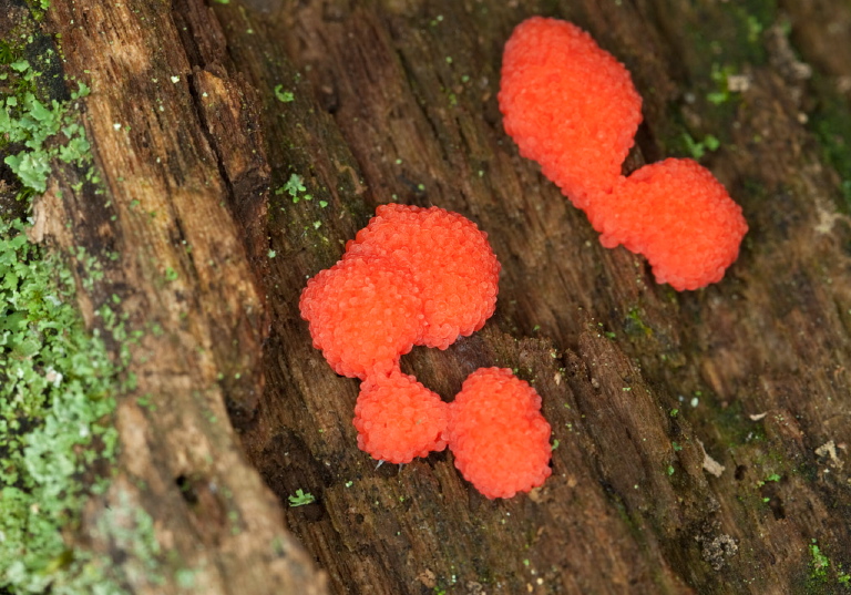 Tubifera ferruginosa Enteridiidae