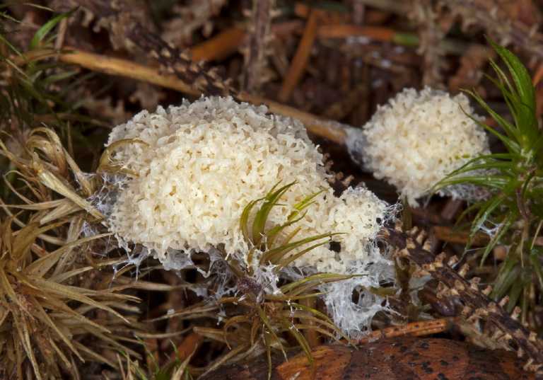 Mucilago crustacea? Didymiidae?